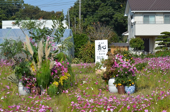 鹿室のコスモス見学にさいたま市の市長がいらっしゃいましたのでその様子を撮影した写真13枚目