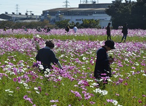 2018年度鹿室コスモス祭り会場付近のコスモス畑の写真4枚目