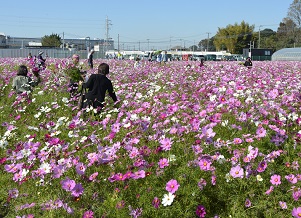 2018年度鹿室コスモス祭り会場付近のコスモス畑の写真5枚目