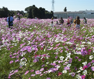 2018年度鹿室コスモス祭り会場付近のコスモス畑の写真6枚目