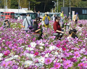 2018年度鹿室コスモス祭り コスモス畑の写真