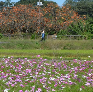 2021年10月24日現在の鹿室コスモス畑の花の咲き具合 写真1枚目