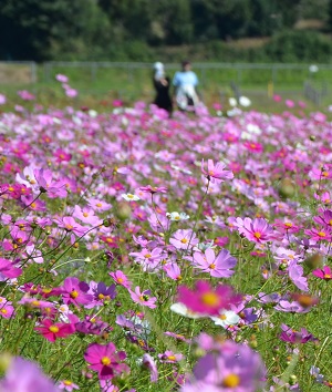 2021年10月24日現在の鹿室コスモス畑の花の咲き具合 写真2枚目