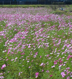 2021年10月24日現在の鹿室コスモス畑の花の咲き具合 写真3枚目