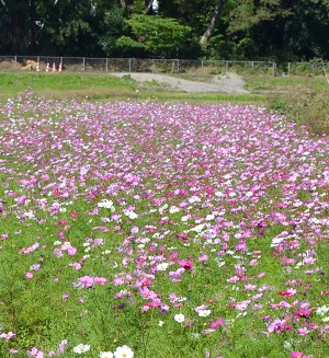 2021年10月24日現在の鹿室コスモス畑の花の咲き具合 写真4枚目