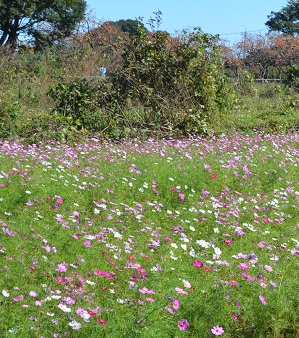 2021年10月24日現在の鹿室コスモス畑の花の咲き具合 写真5枚目