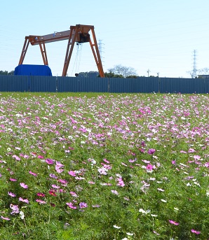 2021年10月24日現在の鹿室コスモス畑の花の咲き具合 写真7枚目