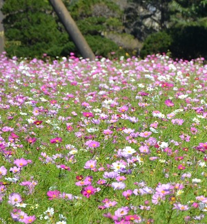 2021年10月24日現在の鹿室コスモス畑の花の咲き具合 写真8枚目