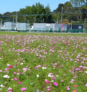 鹿室コスモス散歩路の案内看板 写真2枚目