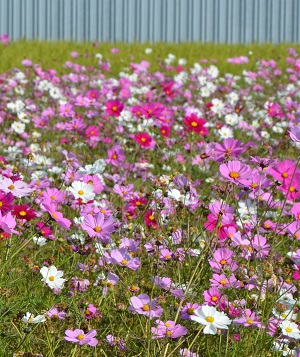 2021年11月７日現在の鹿室コスモス畑の周辺 写真1枚目