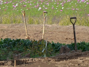 2021年11月７日現在の鹿室コスモス畑の周辺 写真7枚目