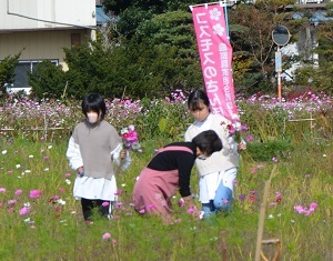 2021年11月７日現在の鹿室コスモス畑の周辺 写真8枚目