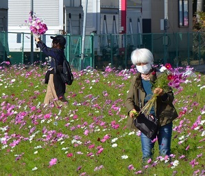 2021年11月７日現在の鹿室コスモス畑の周辺 写真10枚目