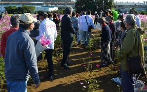 2020年10月31日 鹿室コスモス畑で結婚写真撮影が行われましたそのうちの写真2枚目