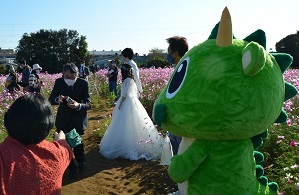 2020年10月31日 鹿室コスモス畑で結婚写真撮影が行われましたそのうちの写真3枚目