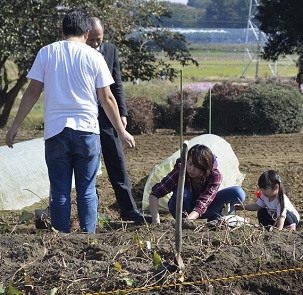 2018年度鹿室コスモス祭り会場付近の芋堀風景の写真1枚目