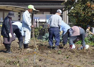 2018年度鹿室コスモス祭り会場付近の芋堀風景の写真2枚目