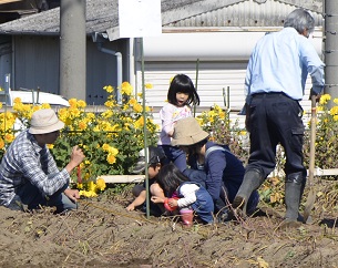 2018年度鹿室コスモス祭り会場付近の芋堀風景の写真3枚目