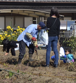 2018年度鹿室コスモス祭り周辺で芋堀をしている写真