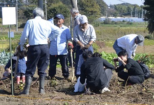 2018年度鹿室コスモス祭り会場付近の芋堀風景の写真6枚目