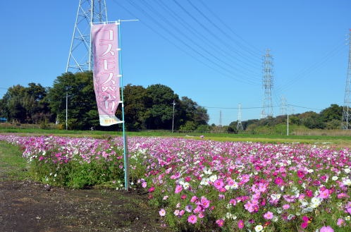 2015年度鹿室コスモス祭りの会場での写真2枚目