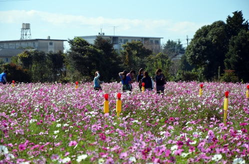 2015年度鹿室コスモス祭りの会場での写真4枚目