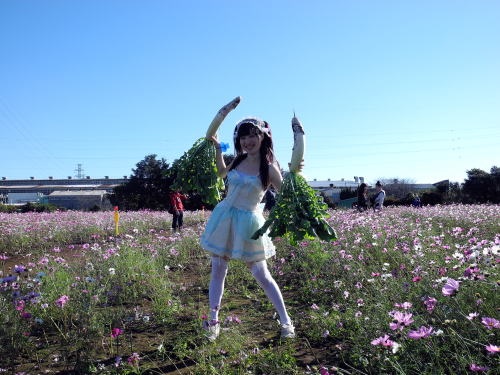 2015年度鹿室コスモス祭りの会場での写真11枚目