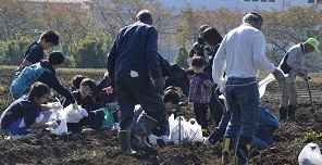 2017年度鹿室コスモス祭り さつまいも堀体験の写真