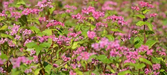 2017年度鹿室コスモス祭り 会場周辺の赤そばの花の写真