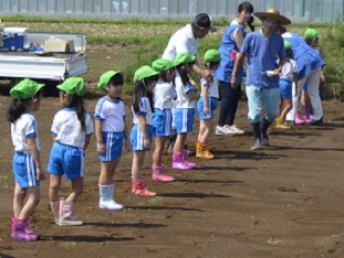 2018年度鹿室コスモス祭りへの準備が始まりました。9月6日に2018年度コスモス祭りになるコスモス畑に園児たちが種を蒔いている写真13枚目。