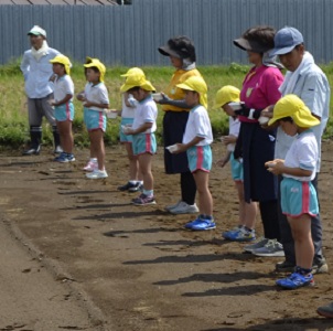 2018年度鹿室コスモス祭りへの準備が始まりました。9月6日に2018年度コスモス祭りになるコスモス畑に園児たちが種を蒔いている写真18枚目。