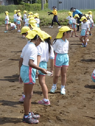 2018年度鹿室コスモス祭りへの準備が始まりました。9月6日に2018年度コスモス祭りになるコスモス畑に園児たちが種を蒔いている写真23枚目。