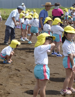 2018年度鹿室コスモス祭りへの準備が始まりました。9月6日に2018年度コスモス祭りになるコスモス畑に園児たちが種を蒔いている写真24枚目。