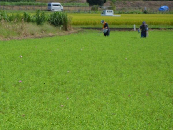 2022年9月25日　鹿室農家親睦会の皆さんにより、コスモス畑に除草剤を散布中の写真1枚目