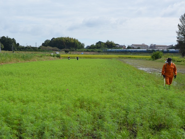 2022年9月25日　鹿室農家親睦会の皆さんにより、コスモス畑に除草剤を散布中の写真2枚目