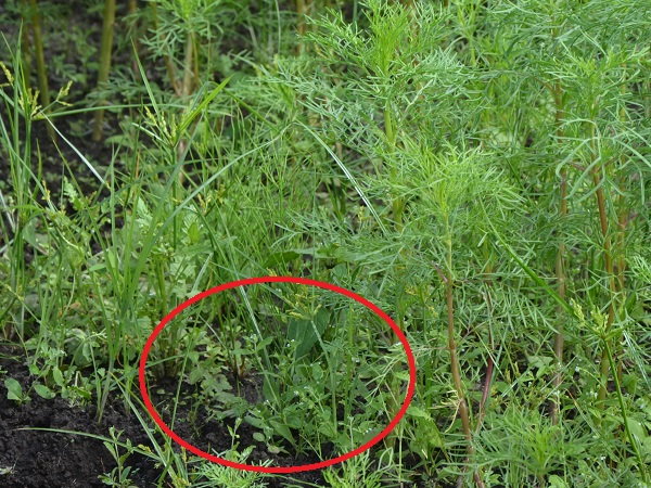 2022年9月25日　鹿室農家親睦会の皆さんにより、コスモス畑に除草剤を散布中の写真3枚目