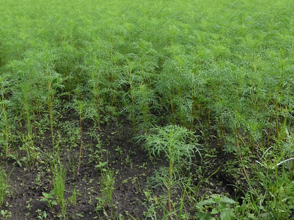 2022年9月25日　鹿室農家親睦会の皆さんにより、コスモス畑に除草剤を散布中の写真4枚目