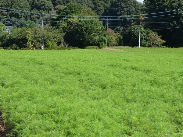 2022年10月1日 コスモス畑の伸びてきた雑草を抜いている作業の写真1枚目