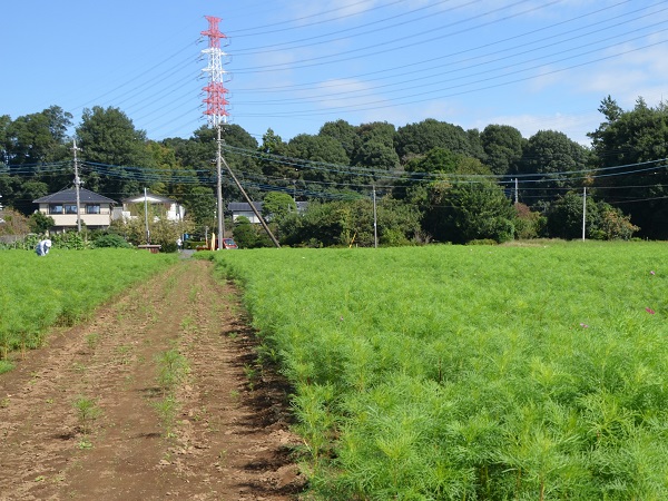 2022年10月1日 コスモス畑の伸びてきた雑草を抜いている作業の写真2枚目