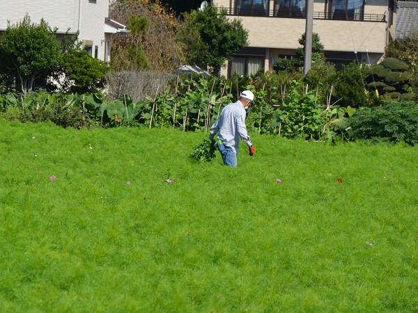 2022年10月1日 コスモス畑の伸びてきた雑草を抜いている作業の写真4枚目