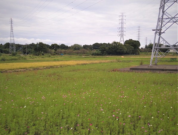 2022年10月9日 コスモス畑の花が咲き始めてきたので肥料の追加散布を行っている写真1枚目