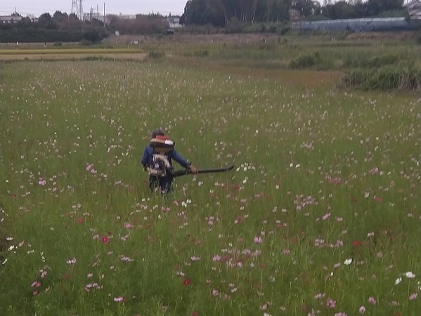 2022年10月9日 コスモス畑の花が咲き始めてきたので肥料の追加散布を行っている写真3枚目