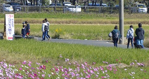 2018年度鹿室コスモス祭りでのウオーキングに参加した人達の写真2枚目