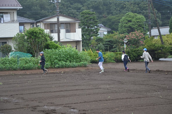 鹿室コスモス 2024年度 コスモスの種をハート型に蒔いた写真5枚目