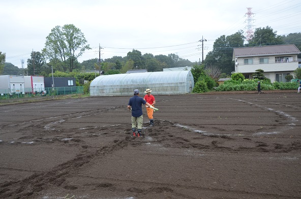 鹿室コスモス 2024年度 コスモスの種をハート型に蒔いた写真6枚目