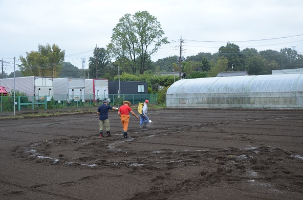 鹿室コスモス 2024年度 コスモスの種をハート型に蒔いた写真8枚目