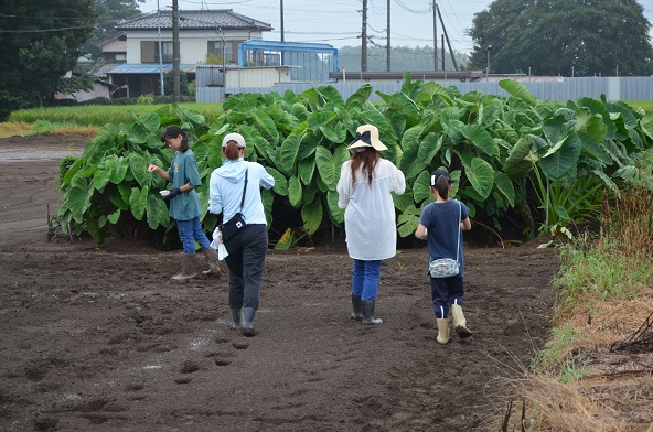 鹿室コスモス 2024年度 コスモスの種をハート型に蒔いた写真12枚目