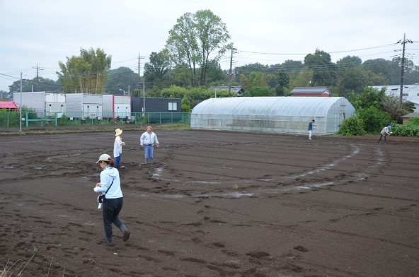 鹿室コスモス 2024年度 コスモスの種をハート型に蒔いた写真16枚目