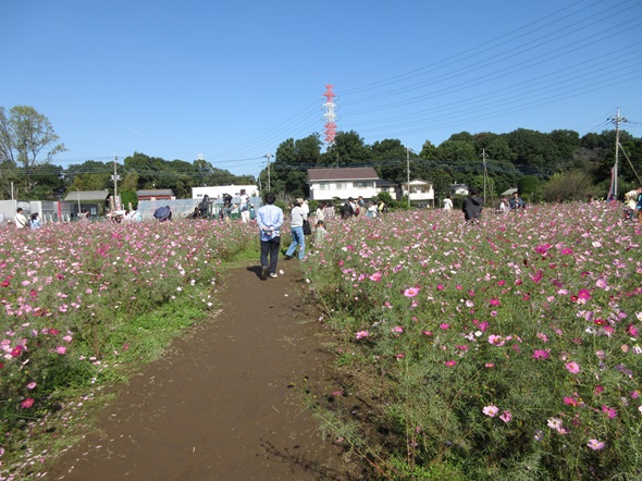 鹿室コスモス 2024年度１１月３日「花音いけばなLIVE」第一部の様子の写真8枚目