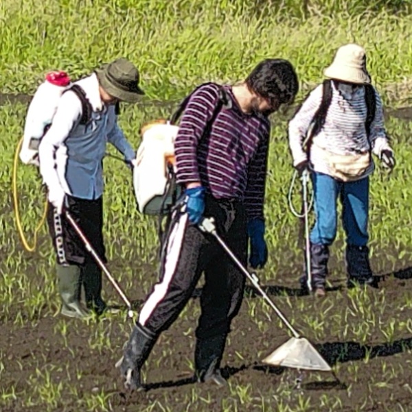 鹿室コスモス　2025年9月7日コスモス畑の除草作業の画像5枚目